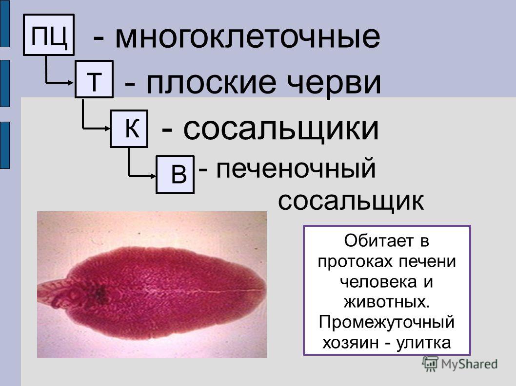 Как зайти на блэкспрут через тор