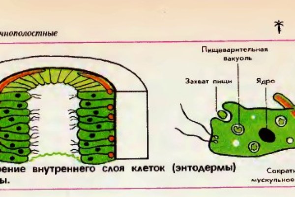 Онион ссылки для тор браузера